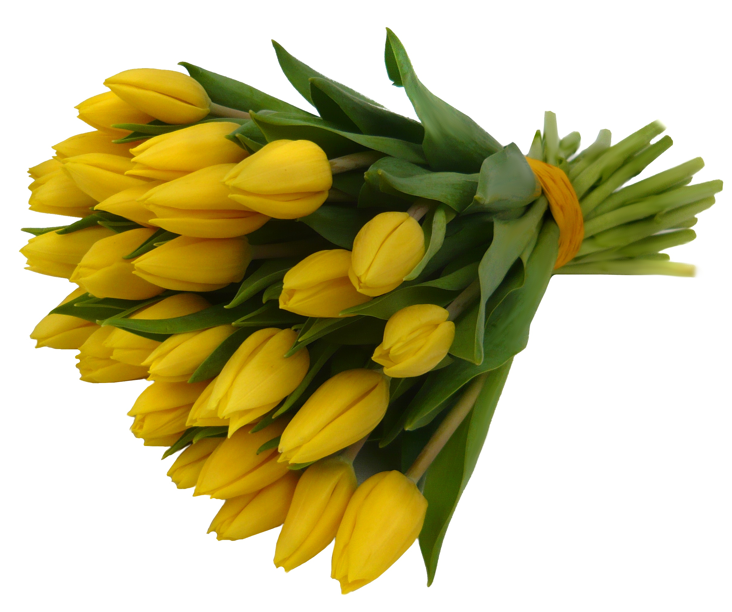 žluté tulipány